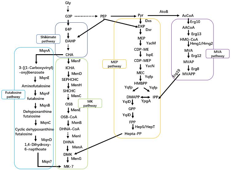 Vitamin K2 biosynthesis and functional analysis of the biosynthetic